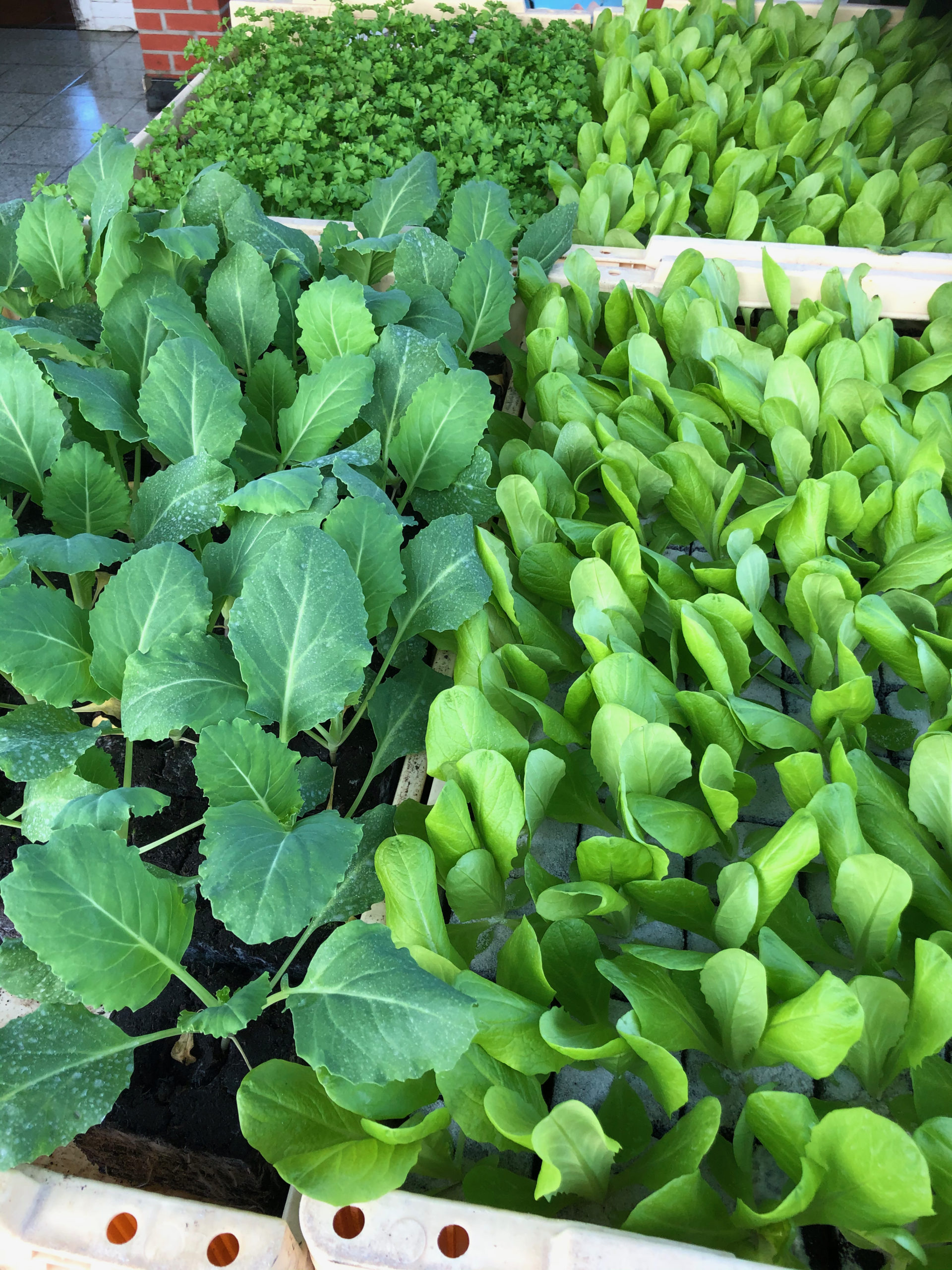plantgoed